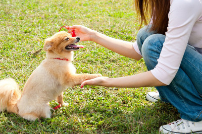 What You Need To Know About Helping Your Dog