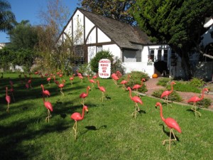 pic15-flamingo