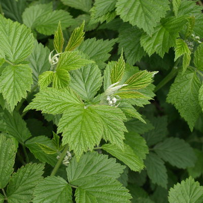 Treat Migraines with Red Raspberry Leaf