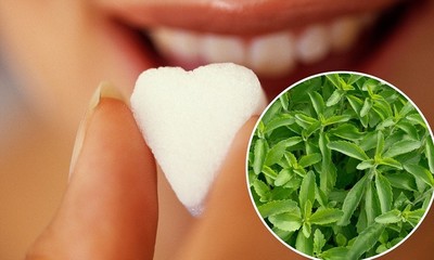 Stevia – An All Natural Sweetner