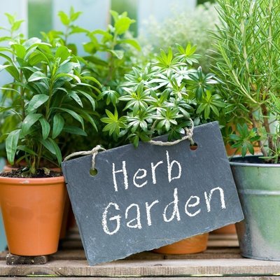 Herbs For Your Garden