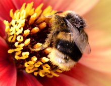 The Beautiful Honey Bee