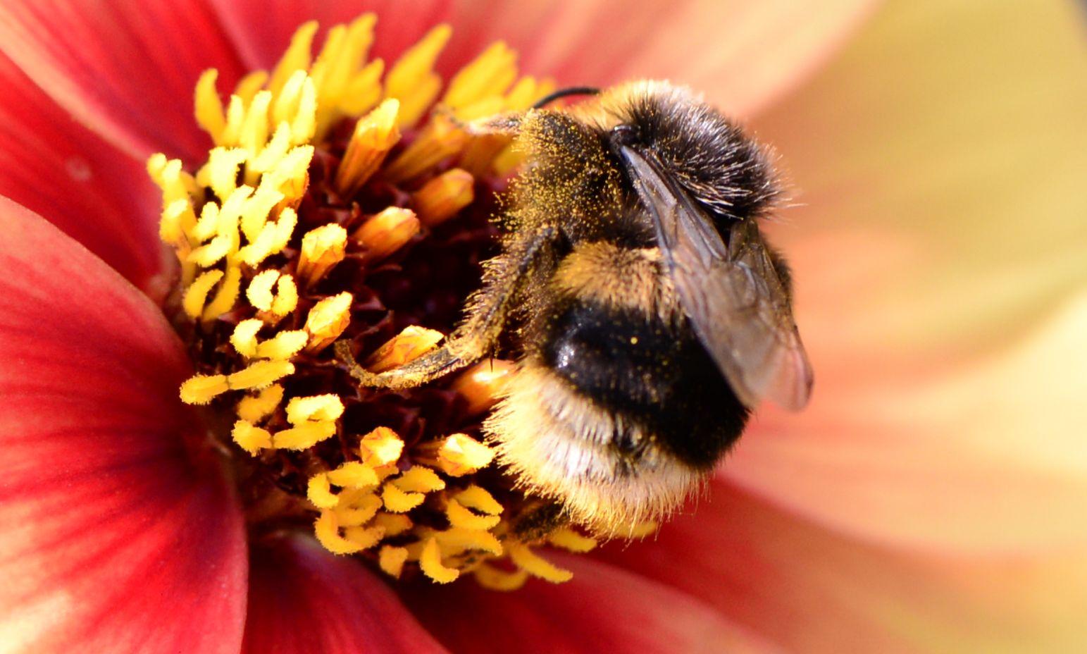 beautiful honey bee