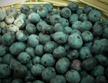 Health Facts About Blueberries 