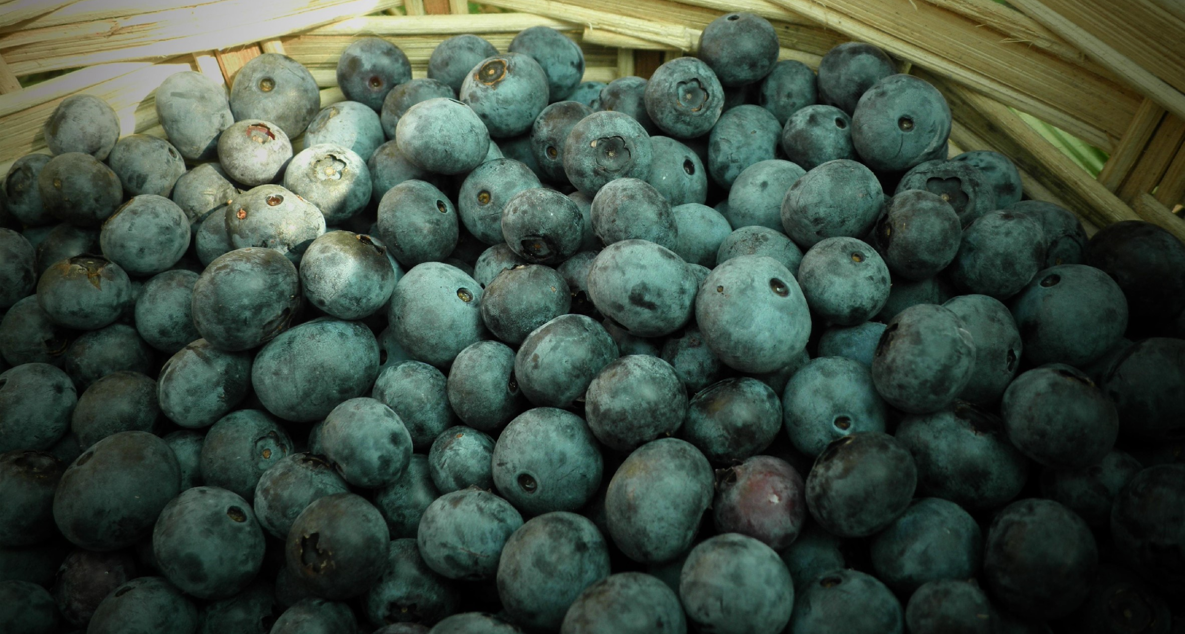 Health Facts About Blueberries