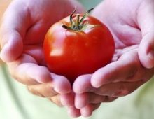 Tomatoes, Can They Fight Cancer?