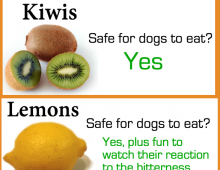 Fruits and Veggies that are Safe for Dogs