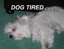 DOG TIRED . . .