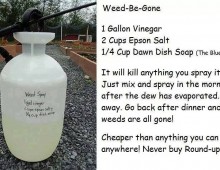 Save some Bees – Use this instead of Roundup and Neonicotinoids