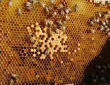 Honeybees are Picking up Pesticides from Non-Crop Plants