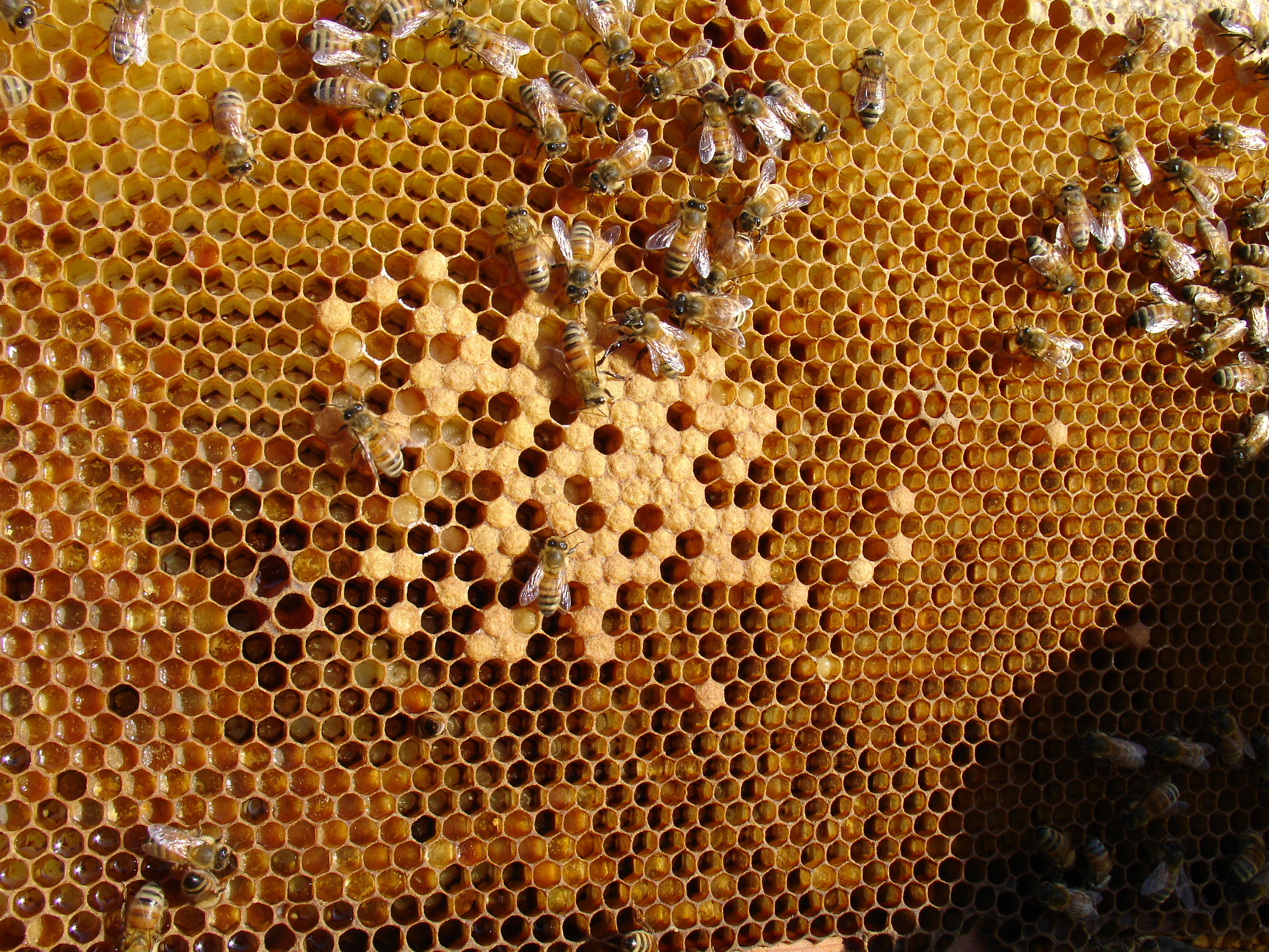 Honeybees pick up pesticides from non-crop plants.