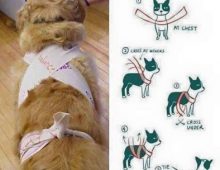 How to make a dog calming fireworks shirt