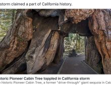 “Drive-through”Giant sequoia fell in California’s weekend storms.