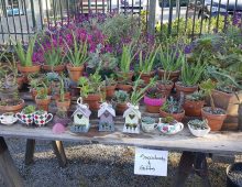 Charles Street Gardens Plant sale