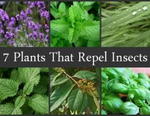 Plant a Mosquito/Insect Repelling Garden