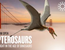 Pterosaurs: Flight in the Age of Dinosaurs is on view at the California Academy of Sciences through January 7, 2018