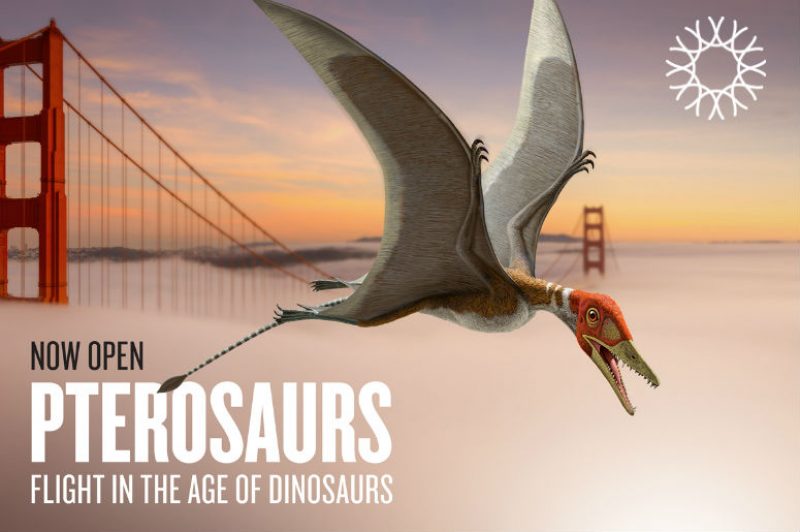 pterosaurs flight in the age of dinosaurs