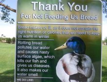 Do not feed birds bread. ? Please share. ?