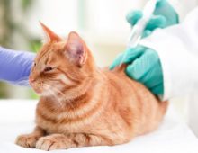 Diabetes is becoming a common diagnosis in pets.