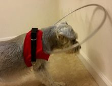 The Original Blind Dog Halo Vest