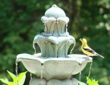 Copper’s Effect on Birds and Bird Baths