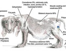 Cushing’s Disease in Dogs