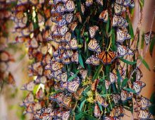 MONARCH BUTTERFLY CHARM AT NATURAL BRIDGES STATE BEACH