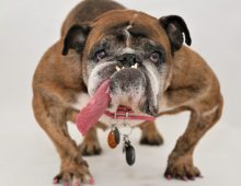 Rescued Bulldog named Zsa Zsa Wins Ugliest Dog Contest