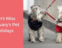 FEBRUARY PET HOLIDAYS