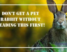 Don’t Get A Pet Rabbit Without Reading This First!