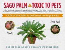 Sago Palms are poisonous to Dogs and Cats