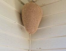 Crocheted Nest Keeps Hornets Away for Years