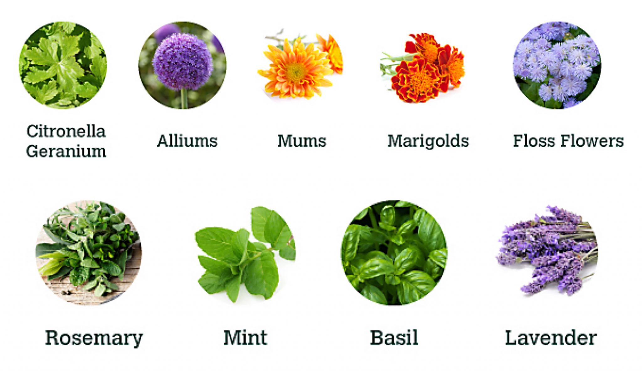 plants-and-herbs-that-repel-insects-plants-and-herbs-that-repel-insects