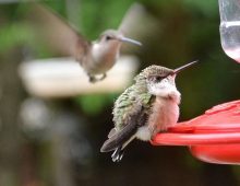 Hummingbirds Factoids
