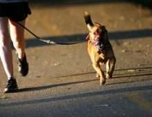 Tips for Running with Dogs