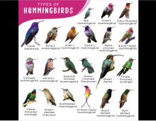 Hummingbird Facts and Interesting Tidbits